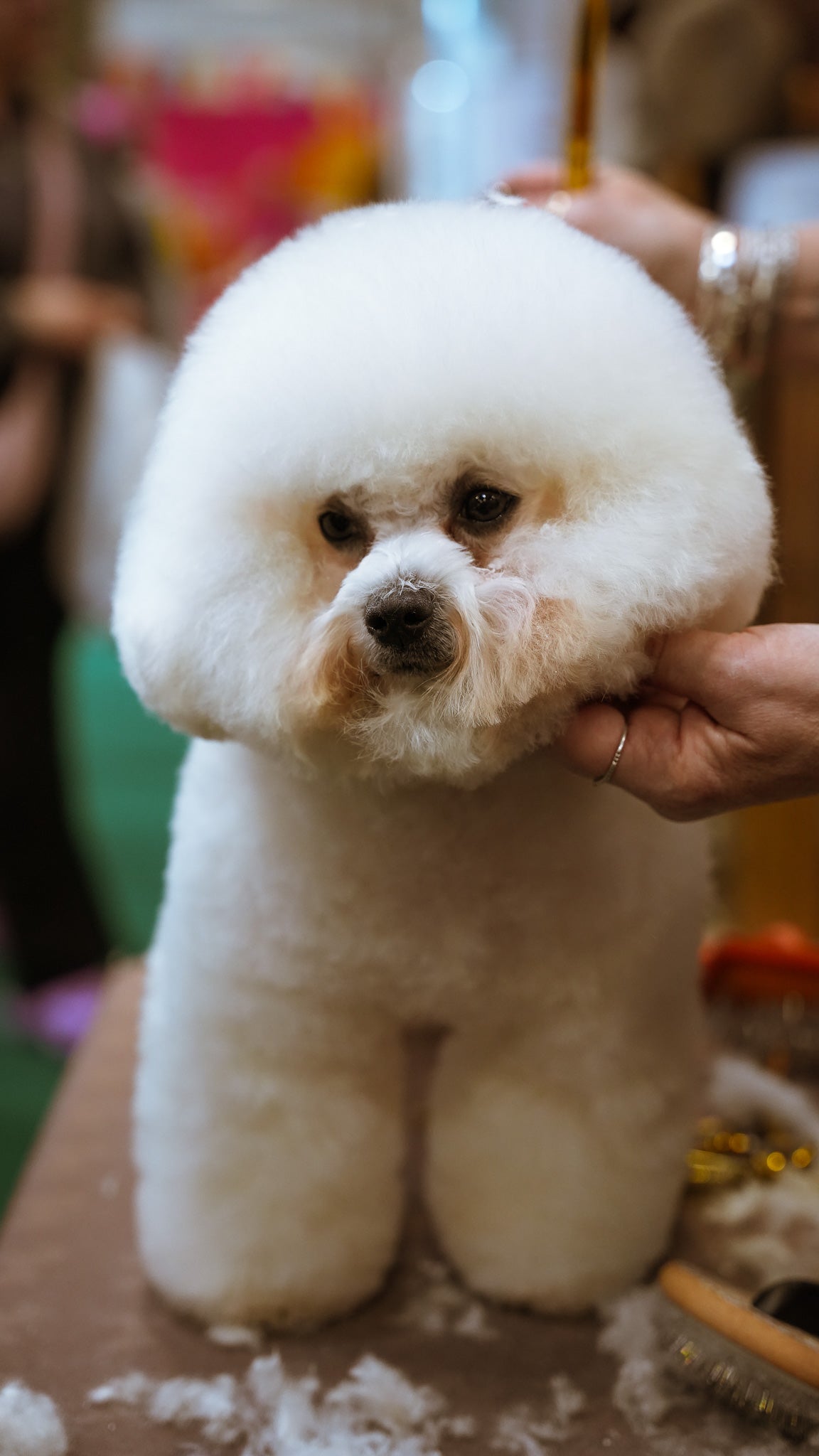 Perfectly Groomed